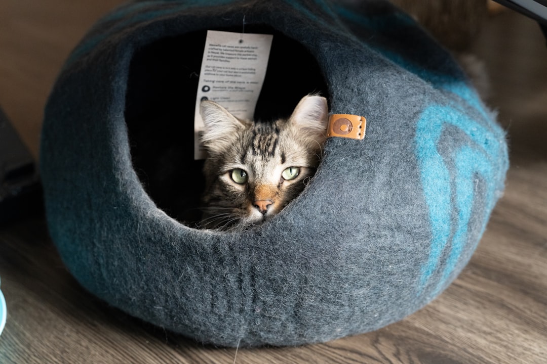 a-tabby-cat-peeking-out-of-a-felt-cat-bed-bs94qqutfny