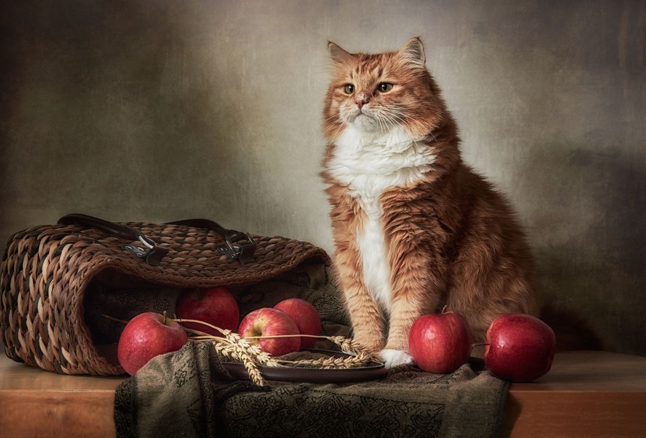 A fluffy orange cat sits beside a basket filled with red apples, creating a warm still life composition.