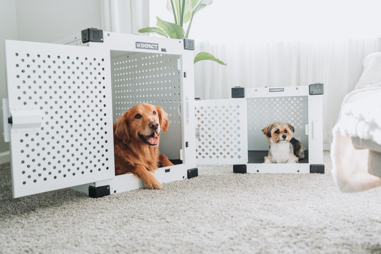 Golden Retriever and small dog resting in white dog crates in a cozy living room.